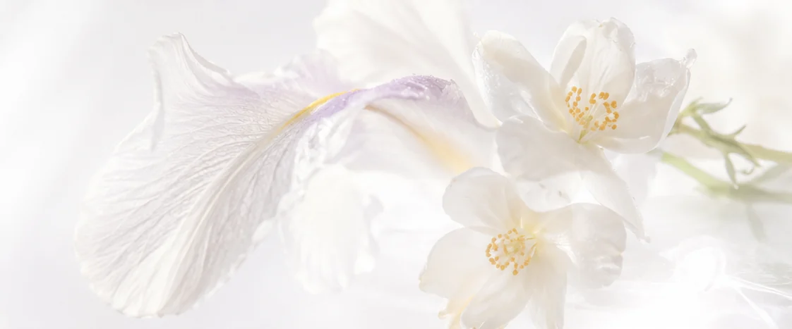 Iris und weißer Jasmin